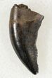 Small Tyrannosaur or Large Raptor Tooth - Judith River #20370-2